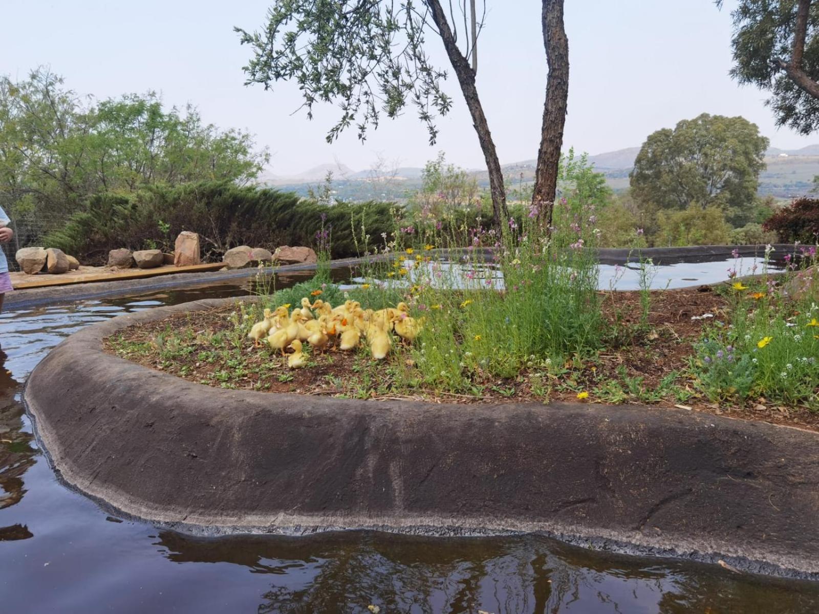Brae Allen Apartment Hartbeespoort